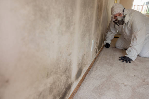 Best Mold Remediation for Healthcare Facilities  in Cold Spring, MN